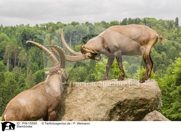 Steinbcke / ibexes / PW-15595