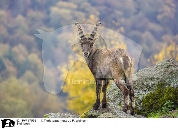 Steinbock / ibex / PW-17553