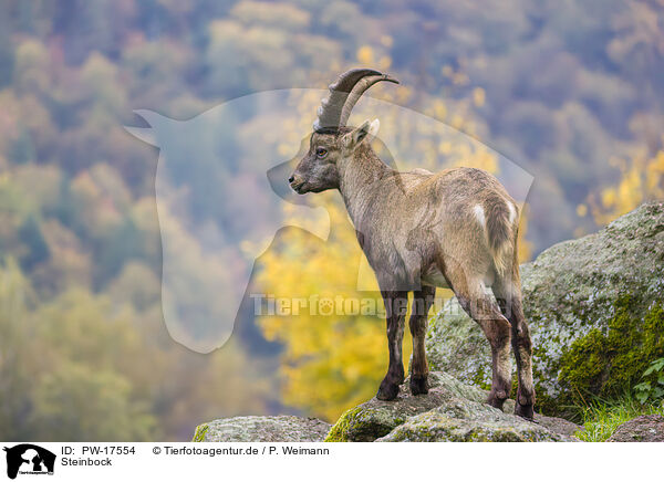 Steinbock / PW-17554