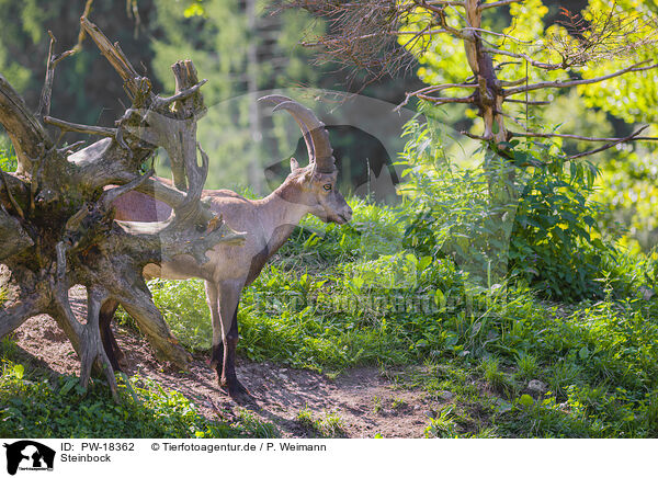 Steinbock / ibex / PW-18362