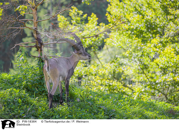 Steinbock / ibex / PW-18364