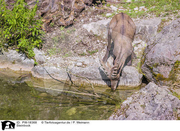 Steinbock / ibex / PW-18368