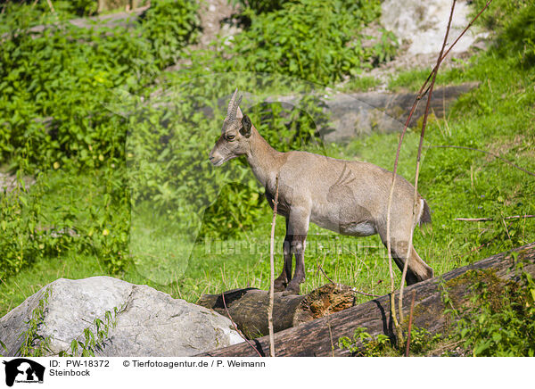 Steinbock / ibex / PW-18372