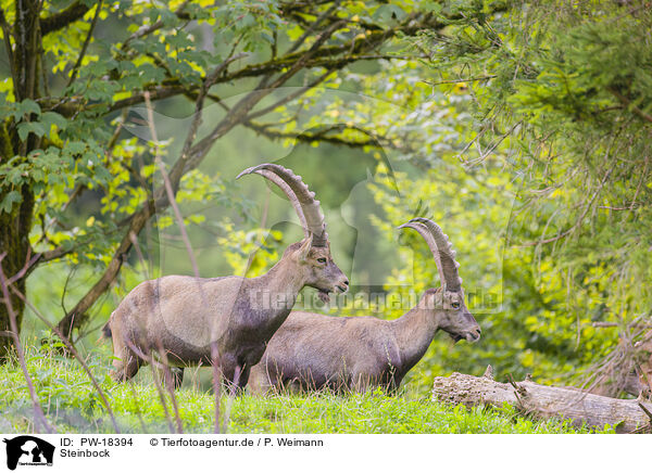 Steinbock / ibex / PW-18394