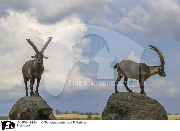 Steinbock / ibex / PW-18484