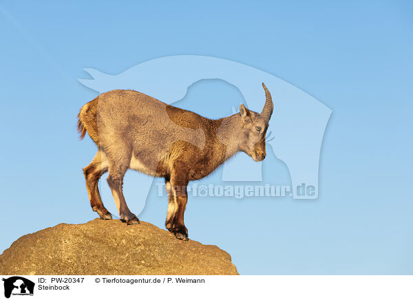 Steinbock / ibex / PW-20347