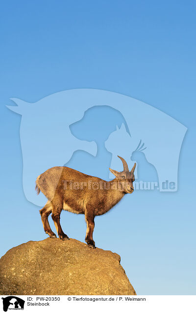 Steinbock / ibex / PW-20350