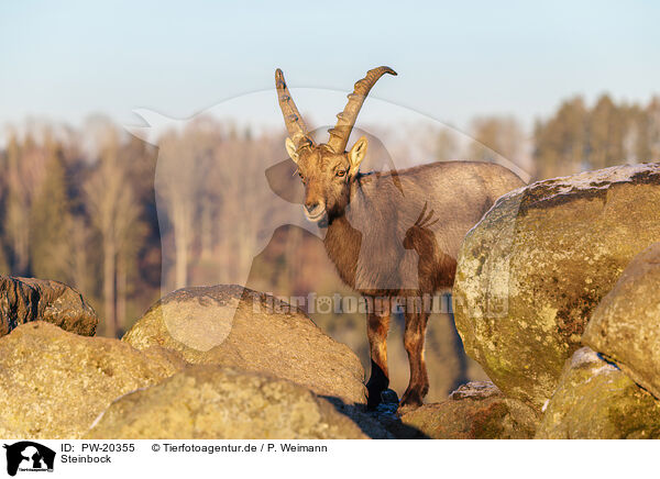 Steinbock / ibex / PW-20355
