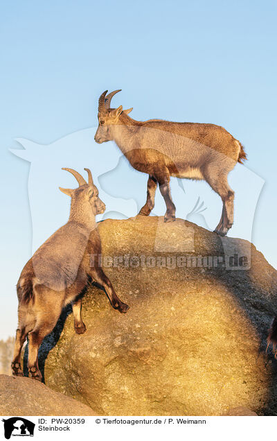 Steinbock / ibex / PW-20359