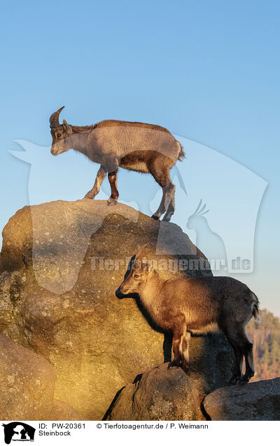 Steinbock / ibex / PW-20361