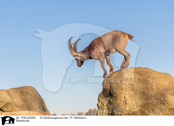 Steinbock / ibex / PW-20384