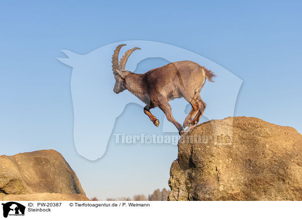 Steinbock / ibex / PW-20387