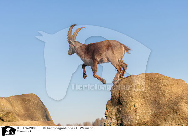 Steinbock / ibex / PW-20388