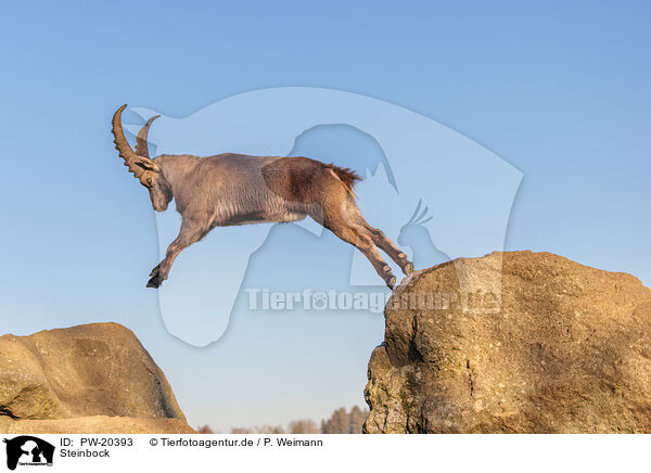 Steinbock / ibex / PW-20393