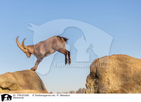 Steinbock / ibex / PW-20396