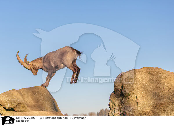 Steinbock / ibex / PW-20397