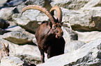 Steinbock