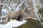 Steinbock