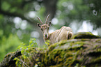 Steinbock