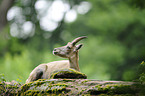 Steinbock