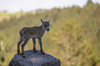 junger Steinbock