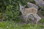 junger Steinbock