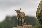 junger Steinbock
