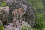 junger Steinbock