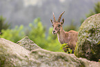 Steinbock