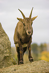 Steinbock