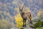 Steinbock