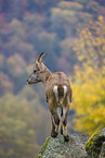 Steinbock