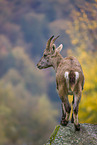 Steinbock