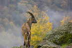 Steinbock