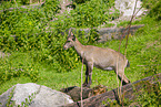 Steinbock
