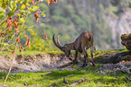 Steinbock