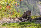 Steinbock
