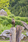 Steinbock