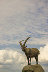 Steinbock