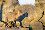 Steinbock