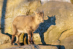 Steinbock