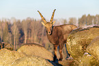 Steinbock