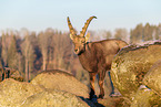 Steinbock