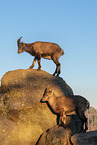 Steinbock