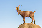 Steinbock