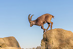 Steinbock