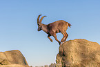 Steinbock