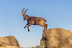 Steinbock