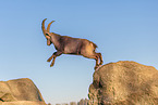 Steinbock