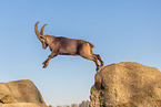 Steinbock